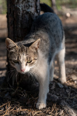 Portrait of a cat in the sun light next to the tree in a summer forest. Vertical