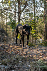 Big black dog in the forest on the summer day. Vertical