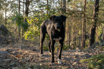 Big black dog in the forest on the summer day. Close-up