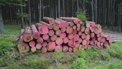Cut spruce trees stack chemically treated, sprayed against bark beetle spread