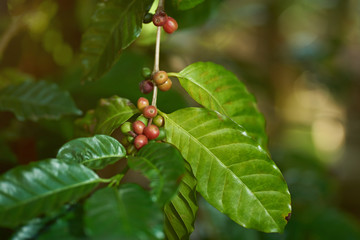 Raw coffee beans on blur background