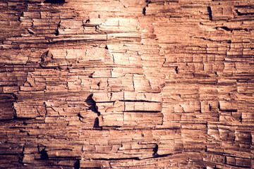 Tree bark texture. Old wooden wall background