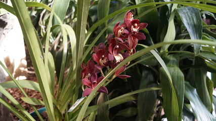 orquidias