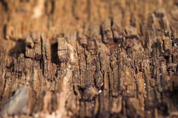 Tree bark texture. Old wooden wall background