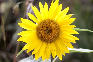 strahlende Sonnenblume mit leuchtenden Blättern