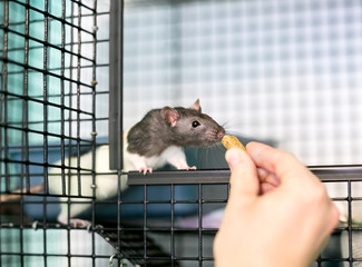 A person feeding a treat to a domestic pet rat in its cage