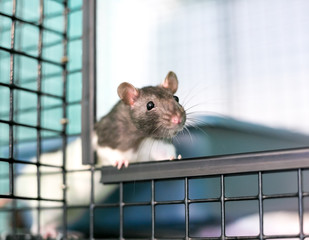 Obraz premium A curious domestic pet rat peeking out of its cage
