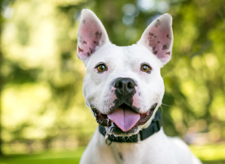 A white Pit Bull Terrier mixed breed dog with large ears and a happy expression