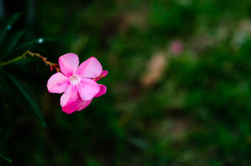 Obraz premium Beautiful natural concept.