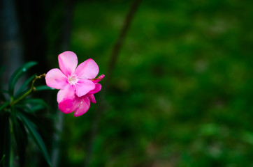 Fototapeta premium Beautiful natural concept.