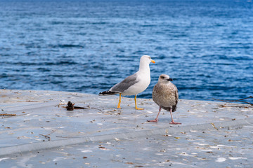 two large seagulls standing on an iron sheet against the background of the blue sea, on a sunny day.