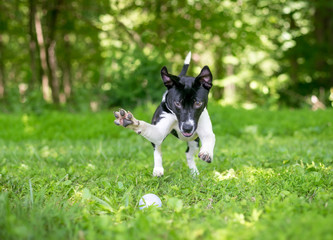 A playful black and white mixed breed puppy chasing and pouncing on a ball in the grass
