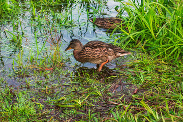duck family on the lake in the thickets of grass looking for food