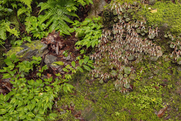 日本の自然風景