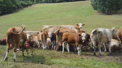 Cow herd rural pasture graze on meadow