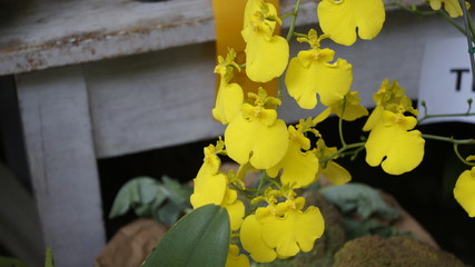 flor amarilla orquidia