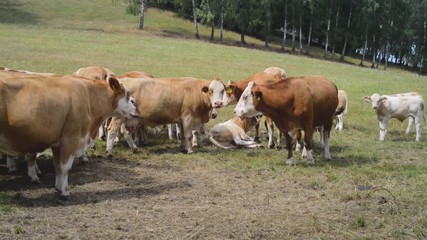 Cow herd rural pasture graze on meadow
