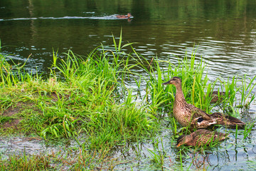 duck family on the lake in the thickets of grass looking for food