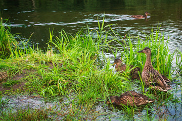 duck family on the lake in the thickets of grass looking for food