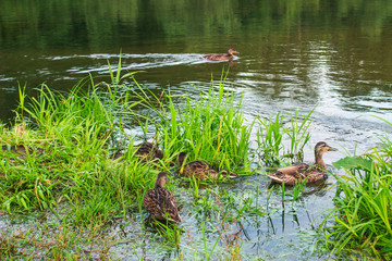 duck family on the lake in the thickets of grass looking for food