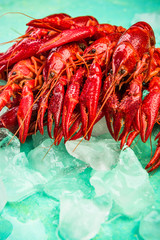 Red Crayfish or Lobster, Fresh on Ice Cubes, Top View