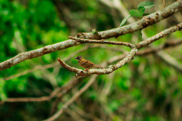 Fototapeta premium Little chingolo perched on a branch, a bird abundant in the tropic. It is called 