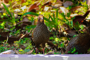 Beautiful quail watching carefully in the middle of garden