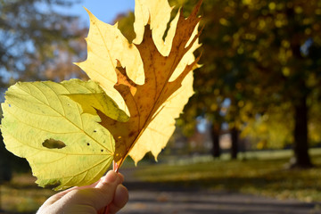 Hand holding up yellow leaf in the park on an sunny autumn day