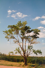 Obraz premium tree and blue sky