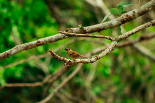 รูปภาพChingolo – เลือกดูภาพถ่ายสต็อก เวกเตอร์ และวิดีโอ108 | Adobe Stock