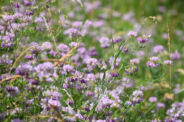 Obraz premium Crown vetch