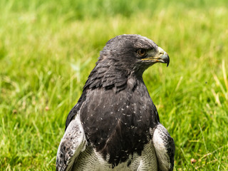 Chilean Eagle Buzzard