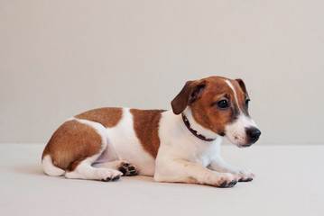 Cute funny puppy jack russell terrier on a light background
