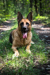Adult German Shepherd Dog Laying Down on Grass in Forest