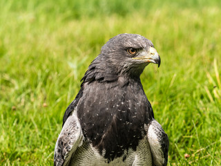 Chilean Eagle Buzzard