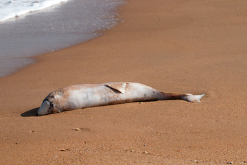 dead Dolphin thrown on beach