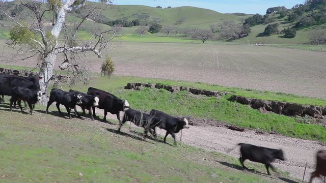 The cattle lightly run down a greenly sloped hill to keep up with the rest of the herd
