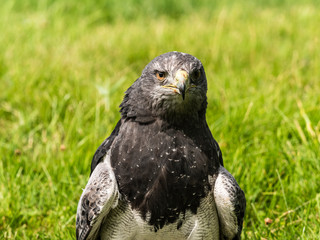 Chilean Eagle Buzzard