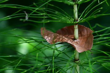 Schachtelhalm mit Blatt