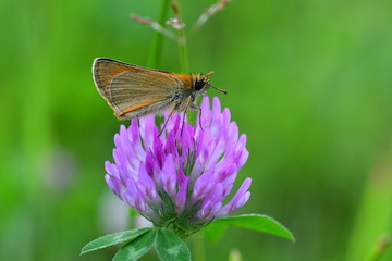 Rostbrauner Dickkopffalter