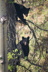 Black bear in the wild