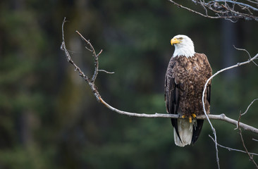 Bald eagle