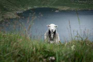 Mountain sheep in the Lake District, England