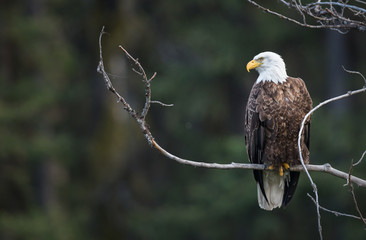 Bald eagle