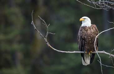 Bald eagle