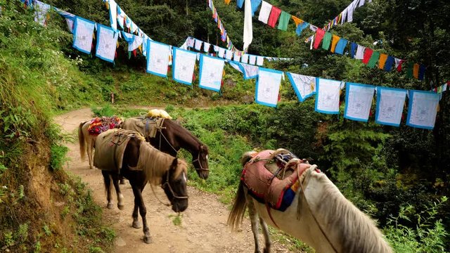 Many colorful prayer flags along the trail to Tiger&rsquo;s Nest in Bhutan