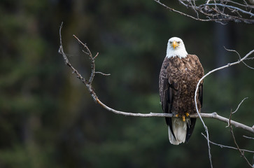Bald eagle