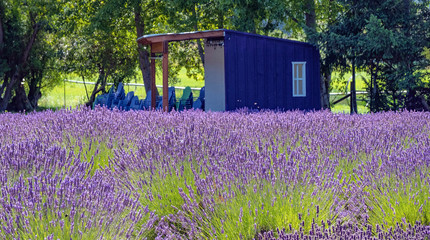 Lavender fields in Sequim, WA 