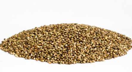 vetch seeds isolated