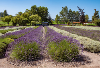 Lavender fields in Sequim, WA 